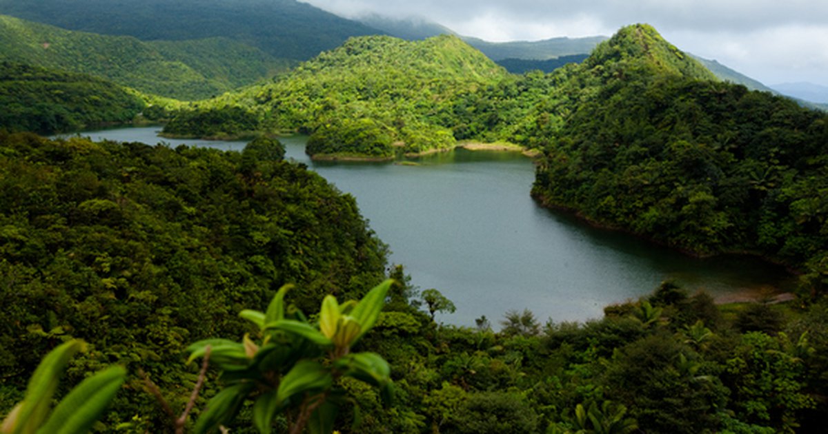 Dominica Fresh Water Lake Trail (part of the UNESCO World Heritage Site)